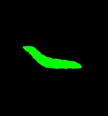 Cunnilingus Dickloving Caterpillar- Original hentai Orgasmo